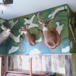 camo wallpaper with mounted deer decor